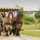 Riding & carriage ride